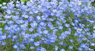 Výhody a nevýhody lnu jako zeleného hnojení, kdy je lepší jej zasít a posekat